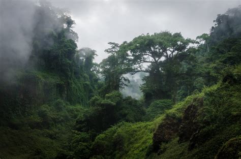 Congo Rainforest - Cool Earth