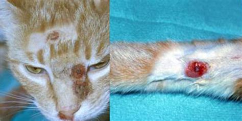 Cowpox Virus Infection in Cats | International Cat Care