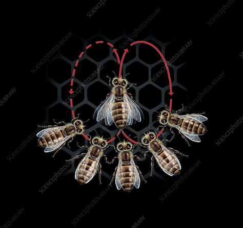 Bee waggle dance - Stock Image - Z345/0423 - Science Photo Library