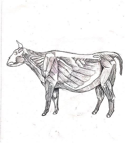 Muscular System Of A Cow - paradetips