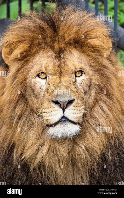 portrait of an old scared up lion from a famous masai mara pride Stock ...