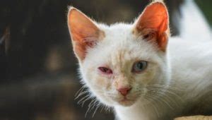 How to get rid of pink eye in cats - PetSchoolClassroom