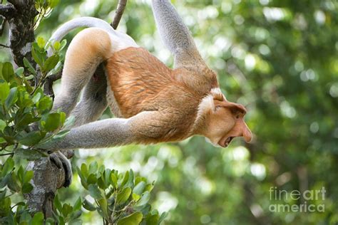 Male Proboscis Monkey Photograph by Louise Murray