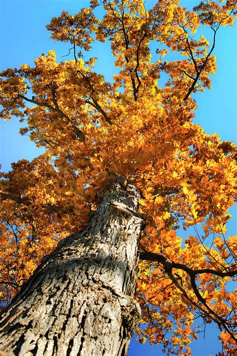 Autumn Oak Tree Photograph by Christina Rollo