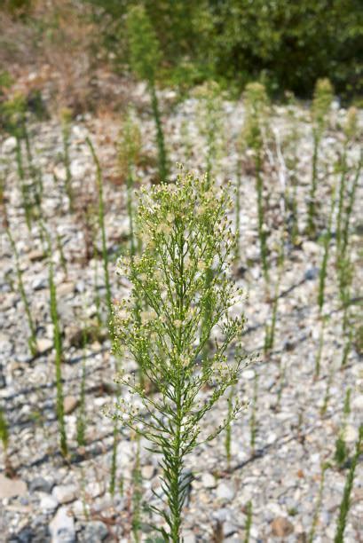 70+ Marestail Weed Stock Photos, Pictures & Royalty-Free Images - iStock