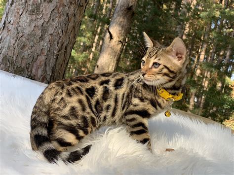 Gallery – Wilderness Bengal Cats