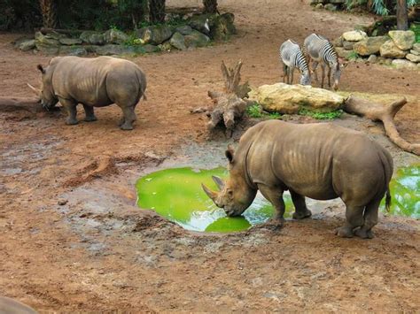 Rhino, Brevard Zoo, Florida. by SweetWillie - VIEWBUG.com