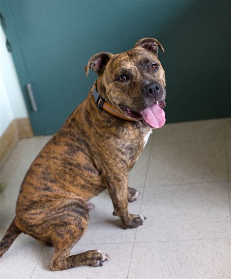 Shelter Dogs of Portland: TITAN" handsome brindle pitbull