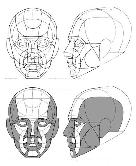 Human Anatomy Drawing Reference Head