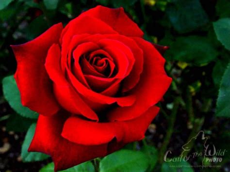 National flower of England | Beautiful rose flowers, Beautiful flowers, Red roses