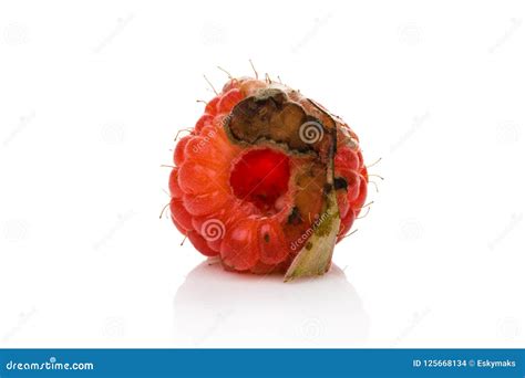 Rotten raspberry on white. stock photo. Image of white - 125668134