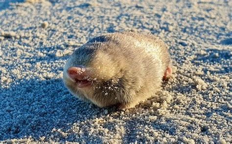 Golden mole that swims through sand is rediscovered in South Africa ...