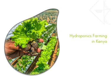 Hydroponics Farming in Kenya