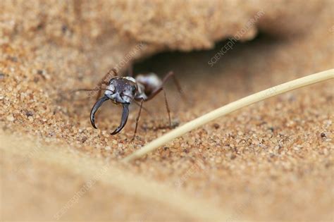 Saharan silver ant - Stock Image - C009/8282 - Science Photo Library