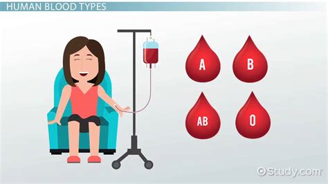 Blood Type Inheritance in Humans | Overview & Patterns - Video & Lesson ...