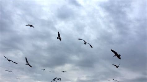 Birds Flying in Slow Motion · Free Stock Video