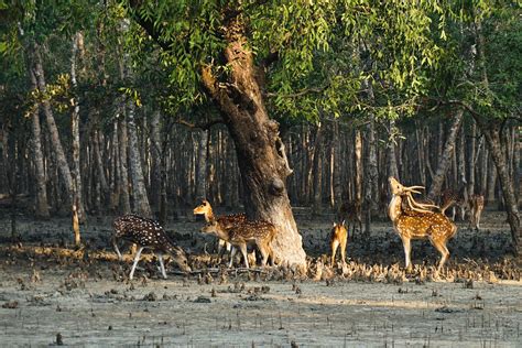 What Is Sundarbans Famous For - Best Tourist Places in the World