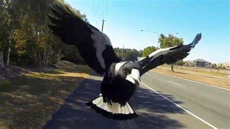 Magpie attacks: how to avoid being swooped in spring