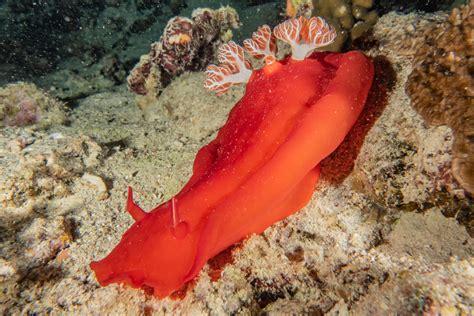 Nudibranche danseuse espagnole : à la découverte de son monde sous-marin unique