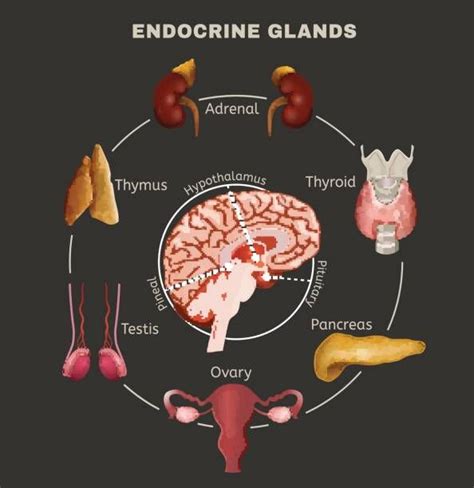 Endocrine System Image vector art illustration Endocrine System Activities, Endocrine System ...