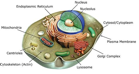 Body Cell PNG Transparent Images - PNG All