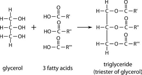 Essential Fatty Acids: Why Omega-3 and Omega-6 Fatty Acids are Necessa – Rain Organica