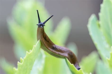 8 Ways To Get Rid Of Slugs In Your Garden | Horticulture.co.uk