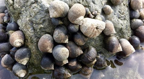 Common periwinkle (Littorina littorea) – Seashore to Forest Floor