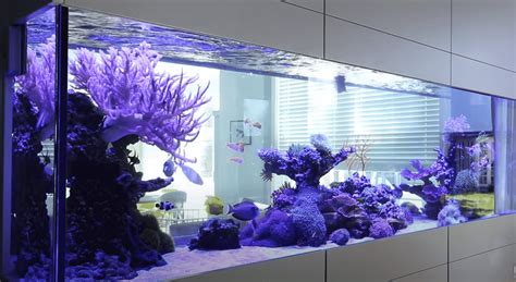 Best LED Aquarium Lighting – Reviews & Buyer’s Guide - CHAMPAGNE REEF