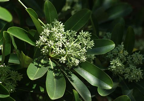 Alstonia scholaris (Apocynaceae) image 115807 at PhytoImages.siu.edu