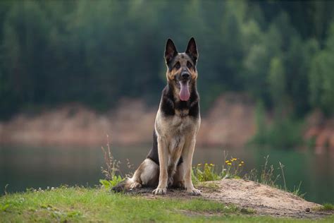 East European Shepherd Dog: Breed Information And Advice