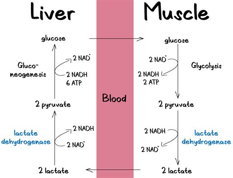 Cori Cycle - PhD Muscle