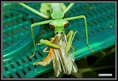 Mantid Mating