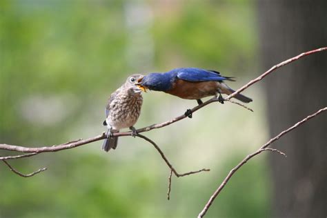 4-21-09 029 | Wild male Eastern Bluebird feeding his young. … | Flickr