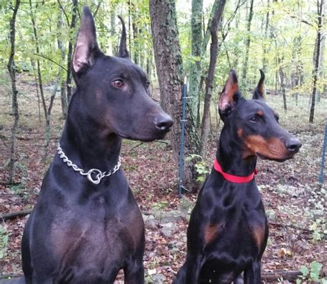 All the Colors and Types of the Doberman Pinscher – Doberman Planet