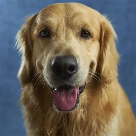 7 Best Dog Food For Golden Retrievers With Skin Allergies