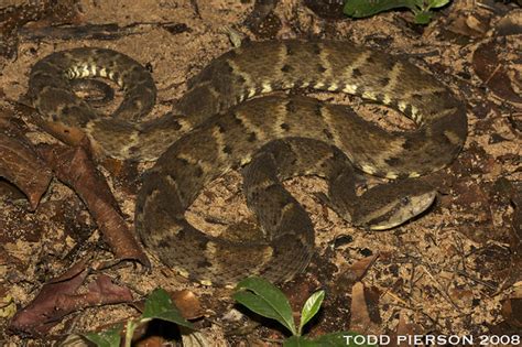 Flickriver: Photoset 'Bothrops atrox' by Todd W Pierson