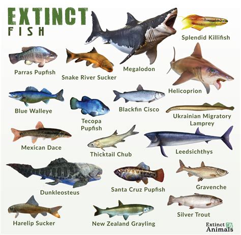 List of Extinct Fish With Pictures