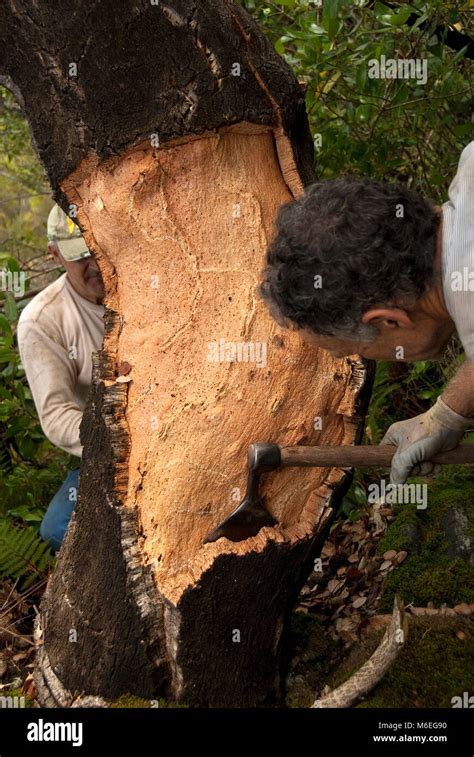 CORK OAK, MEN WORKING IN CORK HARVEST (Quercus suber Stock Photo - Alamy