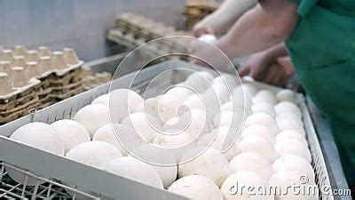 Female Hands Prepare Goose Eggs for Incubation, Breeding Geese. Goose Eggs in an Incubation ...