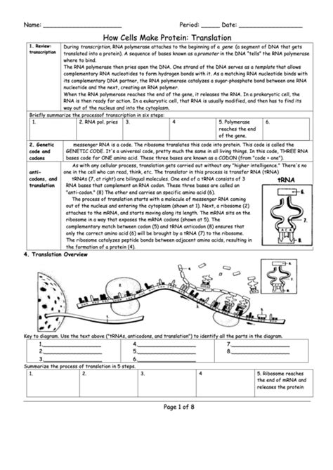 How Cells Make Protein: Translation - Biology Worksheet printable pdf download