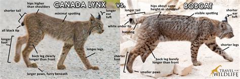 How to Tell the Difference Between a Bobcat and a Canada Lynx - Travel ...