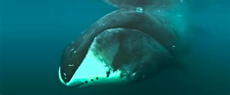 The Bowhead Whale | Critter Science