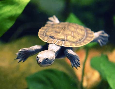 Keeping A Pet Turtle: A Complete Guide To Raising Turtles In Australia