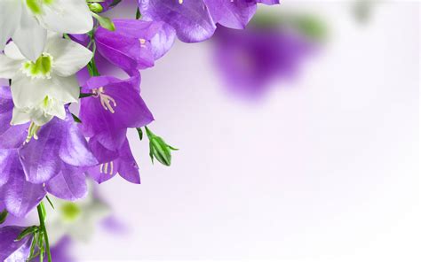 Purple Flowers Backgrounds Wallpapers Cave Desktop Background