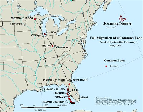 Satellite Tracking of Common Loon Migration