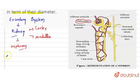 Afferent Arteriole And Efferent Arteriole