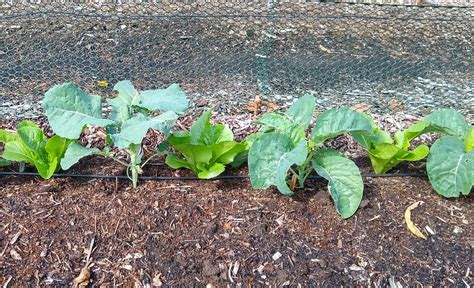 Spacing and interplanting for broccoli, cauliflower, and cabbage - Greg ...