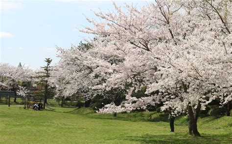 VIDEO: Cherry blossoms enter full bloom near Misawa AB providing stunning spring view | Stripes ...