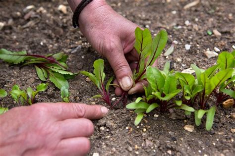 How To Grow Beetroot – gardenersworld.com - Gardeners' World Magazine